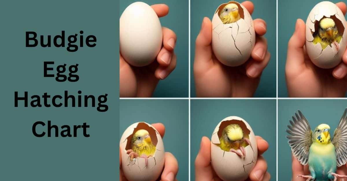 Budgie Egg Hatching Chart