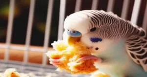 Can Budgies Eat Bread Crumbs