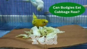 Can Budgies Eat Cabbage Raw