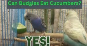 Can Budgies Eat Cucumbers