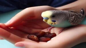 Can Budgies Eat Dates