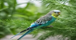 Can Budgies Eat Dill