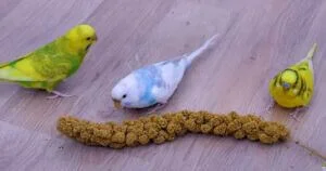 Can Budgies Eat Dried Herbs