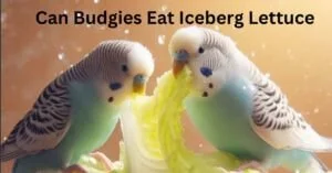 Can Budgies Eat Iceberg Lettuce