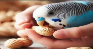 Can Budgies Eat Peanuts Raw