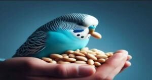 Can Budgies Eat Pine Nuts