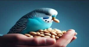 Can Budgies Eat Pine Nuts? 11 Can Budgies Eat Pine Nuts