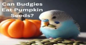 Can Budgies Eat Pumpkin Seeds