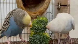 Can Budgies Eat Raw Broccoli