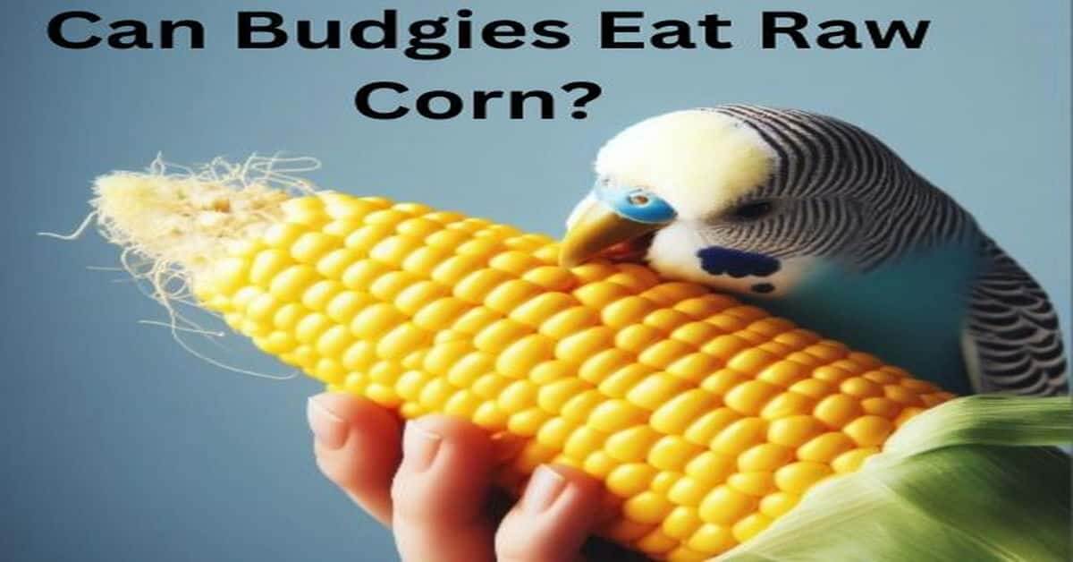 Can Budgies Eat Raw Corn