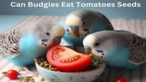 Can Budgies Eat Tomatoes Seeds