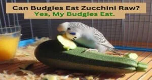 Can Budgies Eat Zucchini Raw