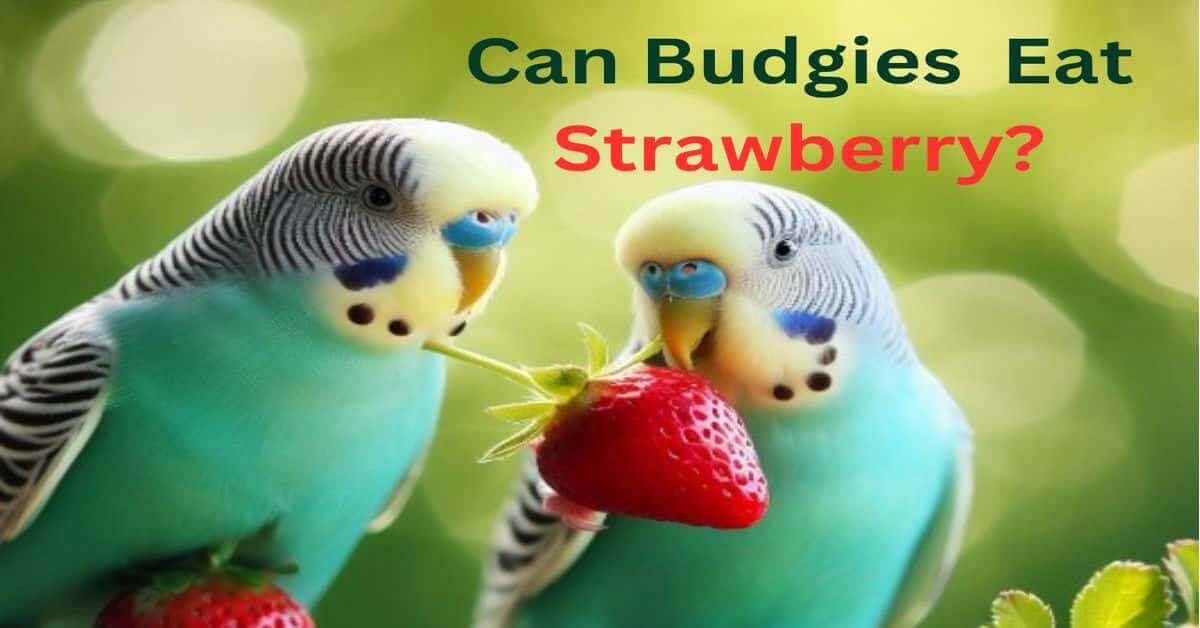 Can Budgies Eat Strawberry