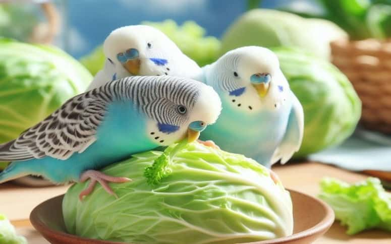 Can Budgies Eat Cabbage Raw? Yes (Is It Safe Or Bad Choice?)