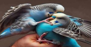 Do Budgies Fight to the Death