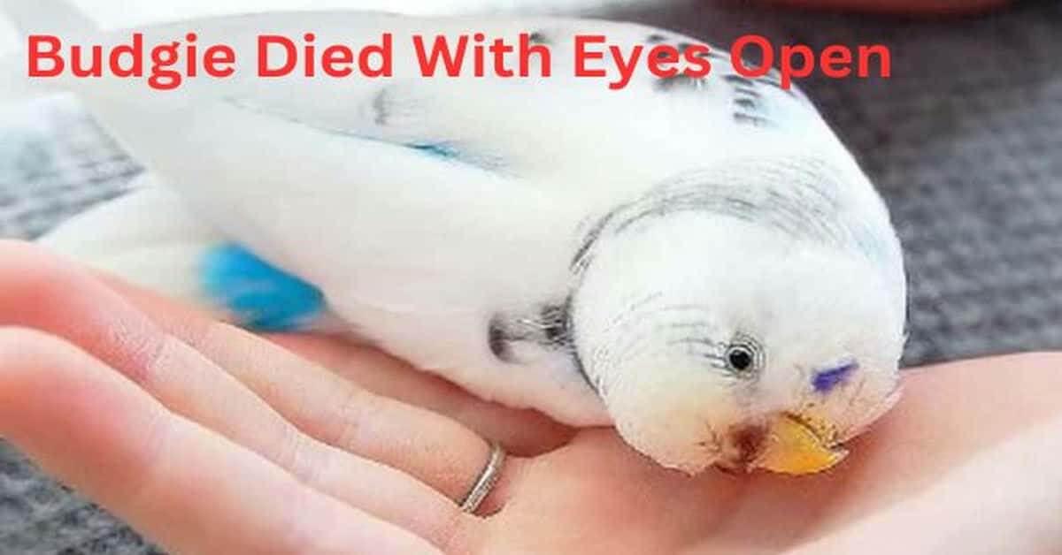 Budgie Died With Eyes Open