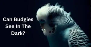 Can Budgies See in the Dark