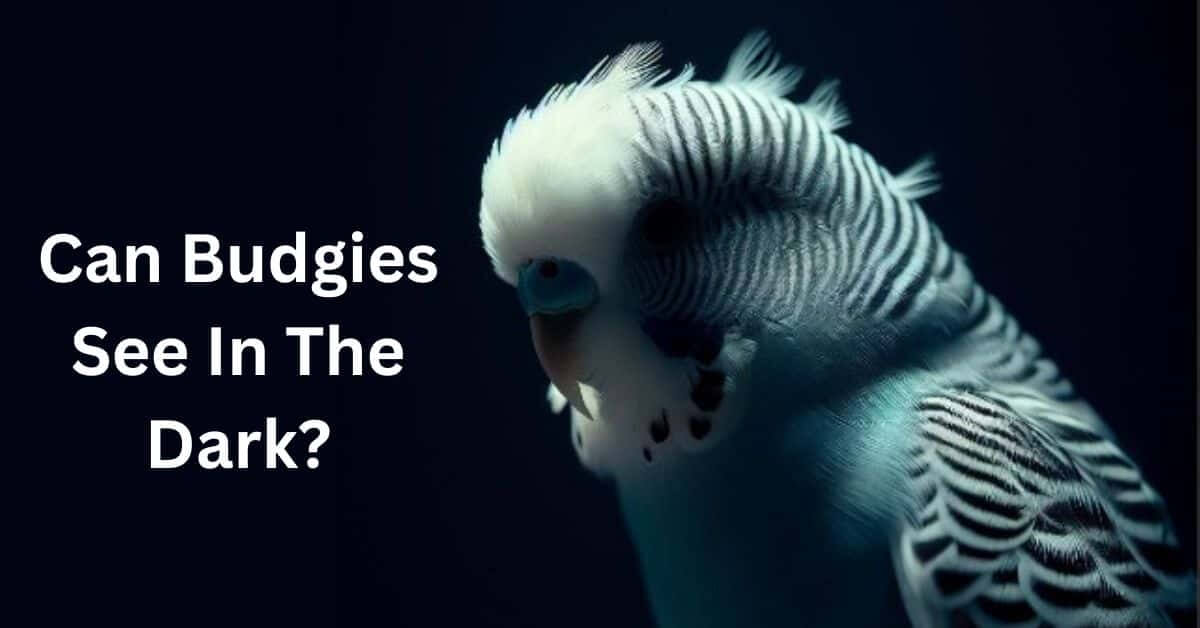 Can Budgies See In The Dark