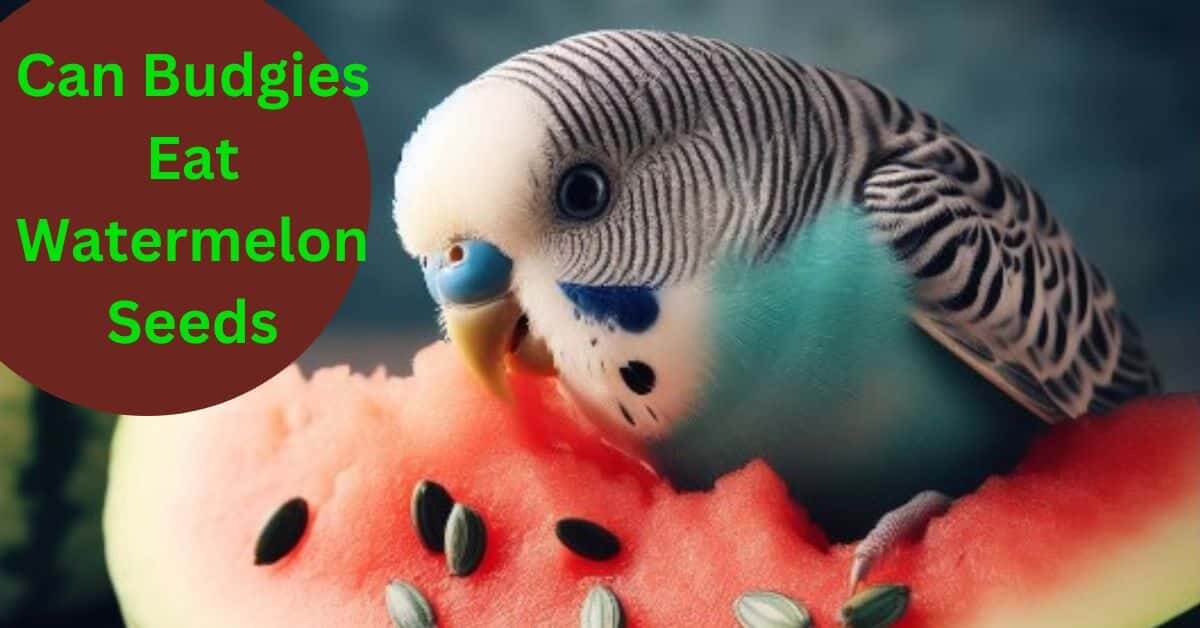 Can Budgies Eat Watermelon Seeds