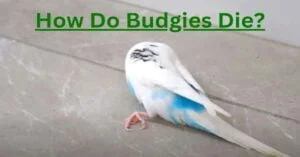 How Do Budgies Die