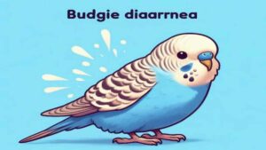 How to Cure Budgie Diarrhea