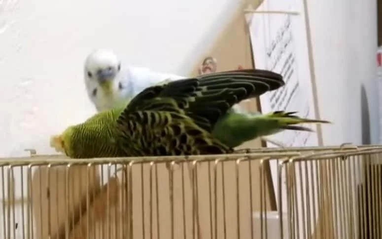 Symptoms Of A Dying Budgie