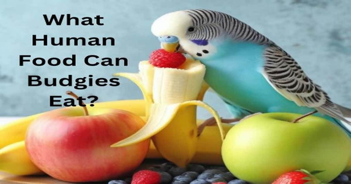 What Human Food Can Budgies Eat