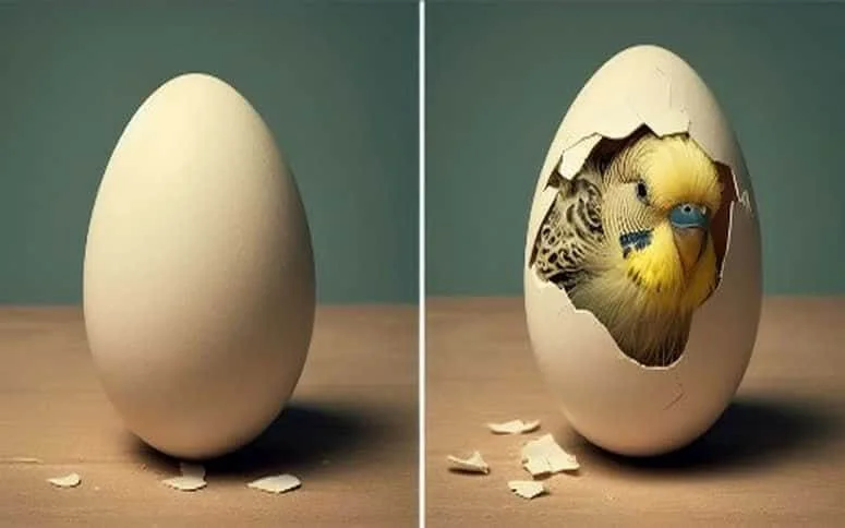 What Is Budgie Egg Hatching