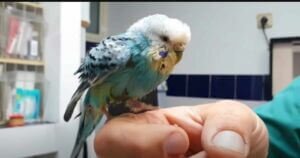 Budgie Dying of Old Age