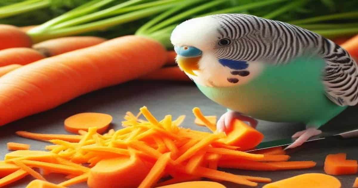 Can Budgies Eat Carrots Raw? Personal Experiences Revealed