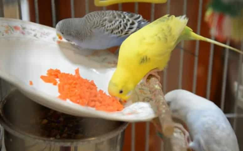 Can Budgies Eat Carrots Raw? Personal Experiences Revealed