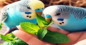 Can Budgies Eat Mint Leaves