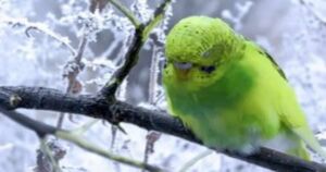 Can Budgies Live Outside In Winter In Usa