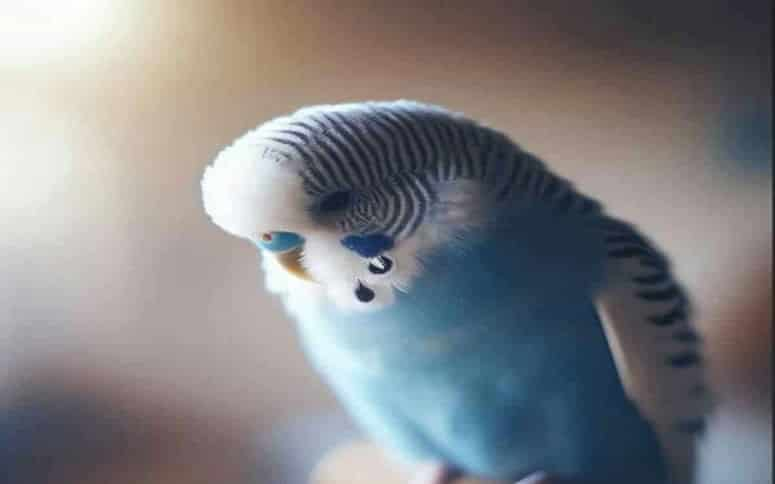 Can a budgie survive alone
