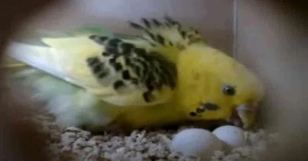 How To Support Budgies In Mourning The Loss Of A Mate Or Offspring