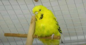 Do Budgies Die Of Loneliness