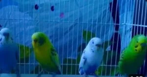 Do Budgies Get Cold at Night
