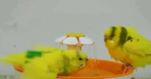 Do Budgies Need Bath