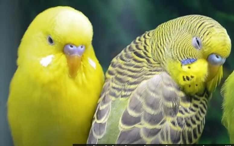 Uncover Pros And Cons Of Having Two Budgies: A Worth Guide