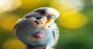 How Long Can a Budgie Live With a Tumor