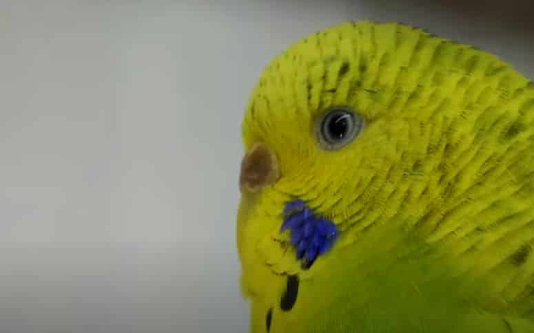 Do Budgies Know When Another Budgie Died