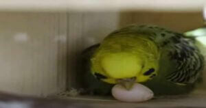 How Long are Budgies Pregnant for