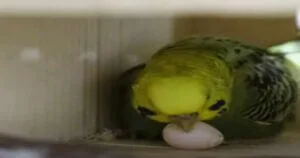 How Long are Budgies Pregnant for