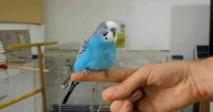 How to Keep Budgies Warm in Winter