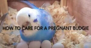 How to Take Care of Pregnant Budgie