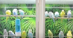 Is It Better to Have 3 Or 4 Budgies