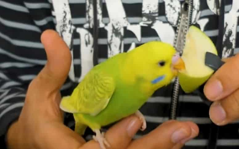 Prevent My Budgie From Dying Of Loneliness