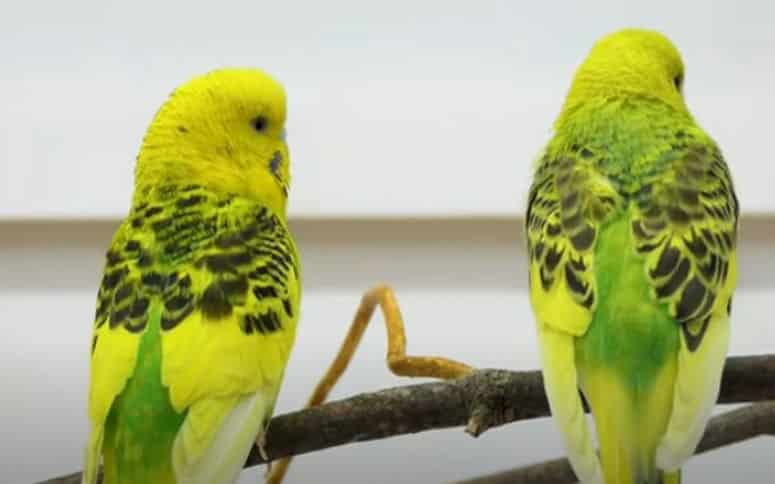 Tips For Introducing A New Budgie To An Existing One