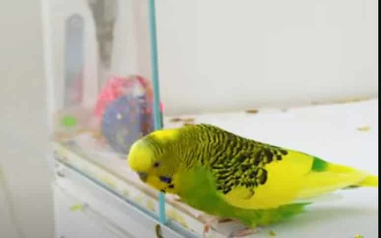 Signs And Symptoms Of Loneliness In Budgies