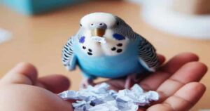 What Happens If Budgies Eat Paper